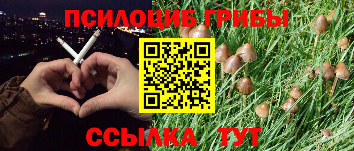 Галлюциногенные грибы Psilocybe Вышний Волочёк